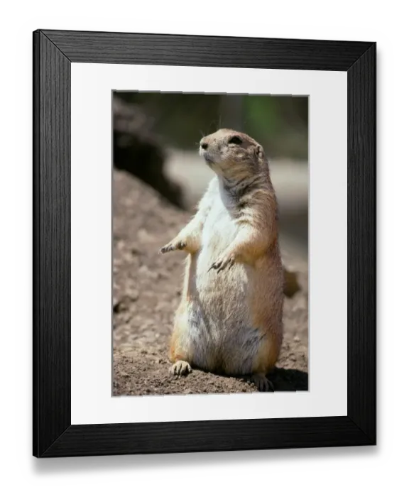 Framed Print : A ground hog surveying his land
