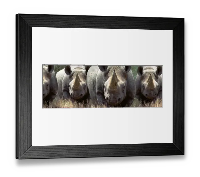 Framed Print : A group of rhinos charging in the African bush Framed Print : A group of rhinos charging in the African bush
