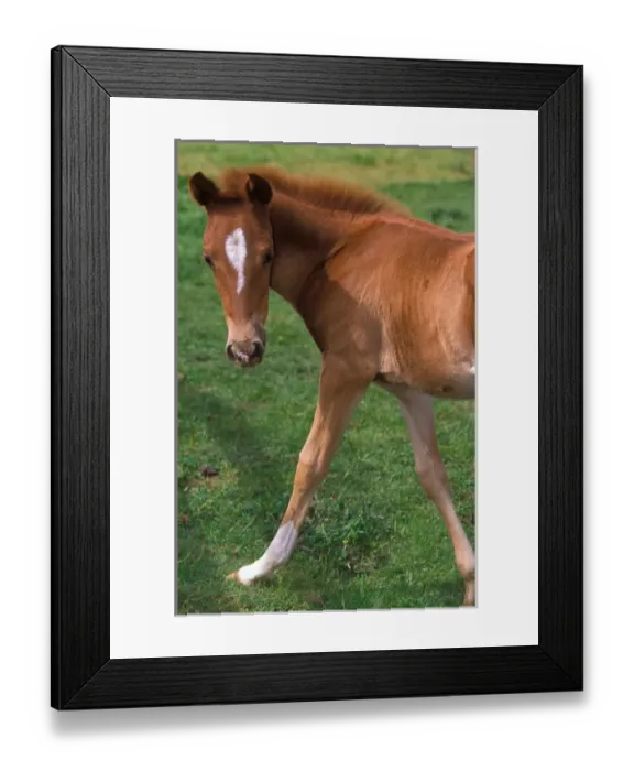 Framed Print : Young colt walking through a green pasture