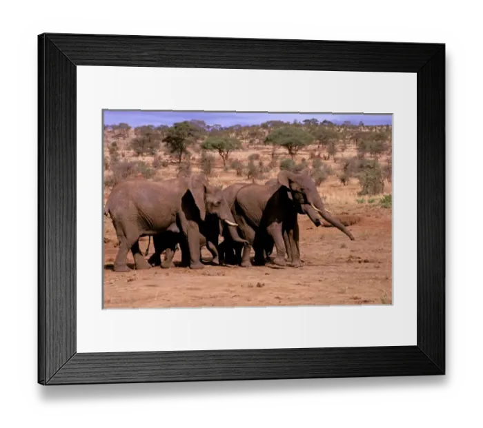 Framed Print : Africa. African Elephant (loxodonta africana) Framed Print : Africa. African Elephant (loxodonta africana)