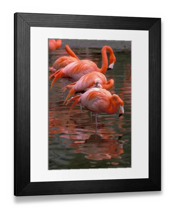 Framed Print : South America. Flamingos Framed Print : South America. Flamingos