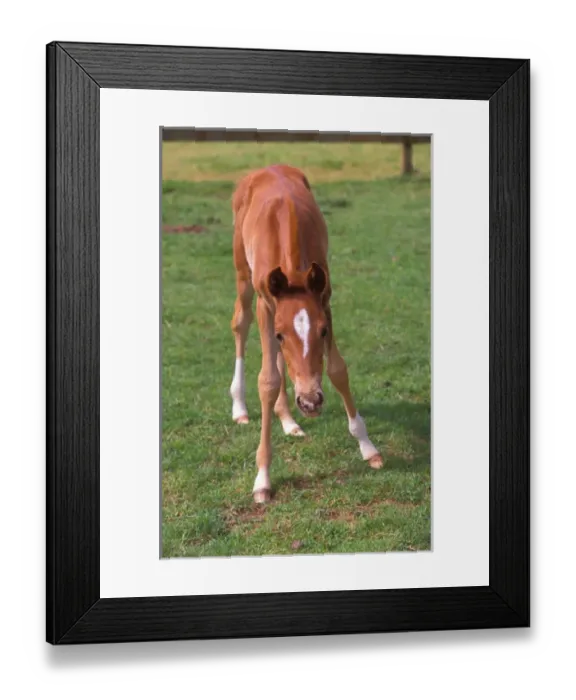 Framed Print : Young colt testing his unsteady legs in a green pasture