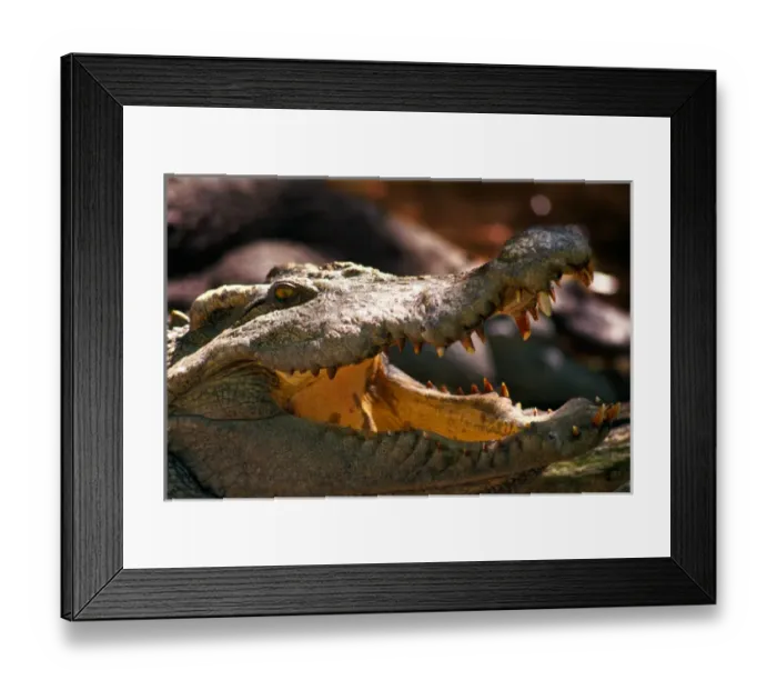 Framed Print : Close-up of an aligator with his mouth open Framed Print : Close-up of an aligator with his mouth open