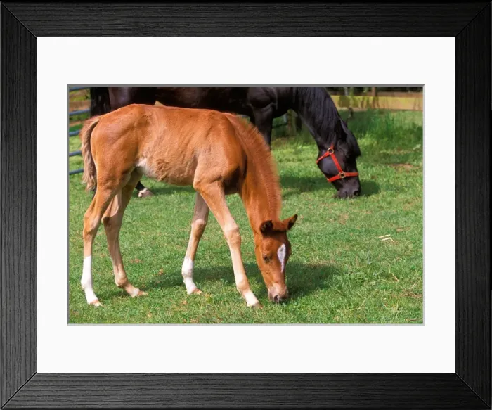 Framed Print : Young colt feeds in a field near a larger black horse