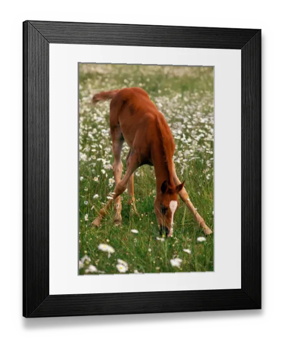 Framed Print : A brown Arabian foal eating grass amid white wildflowers Framed Print : A brown Arabian foal eating grass amid white wildflowers