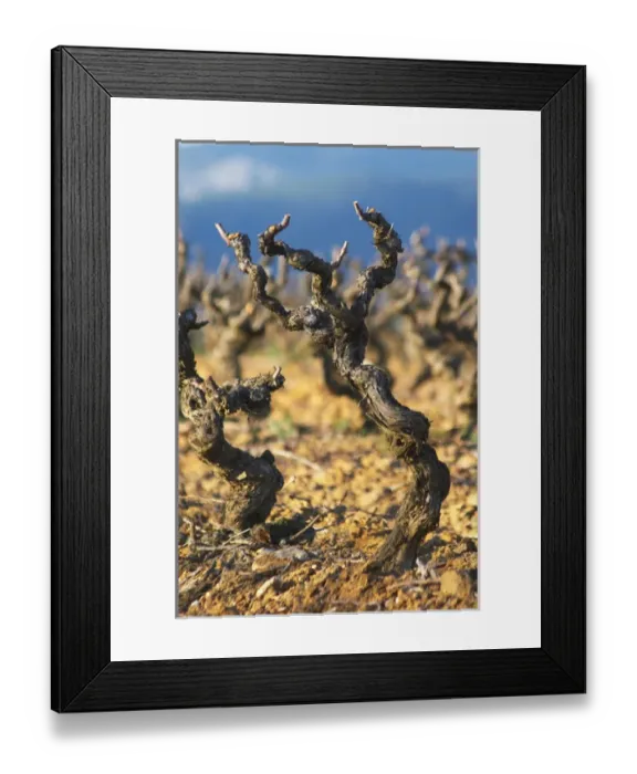Framed Print : Domaine Jean Baptiste Senat. In Trausse. Minervois. Languedoc. Vines trained in Gobelet pruning Framed Print : Domaine Jean Baptiste Senat. In Trausse. Minervois. Languedoc. Vines trained in Gobelet pruning