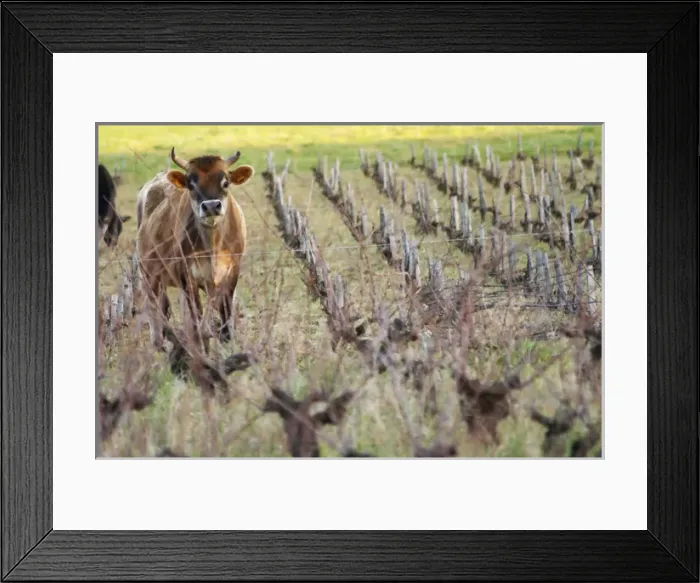 Framed Print : Vineyard with cows, cattle, bulls near Lentheric. Faugeres, below Ch des Estanilles Framed Print : Vineyard with cows, cattle, bulls near Lentheric. Faugeres, below Ch des Estanilles