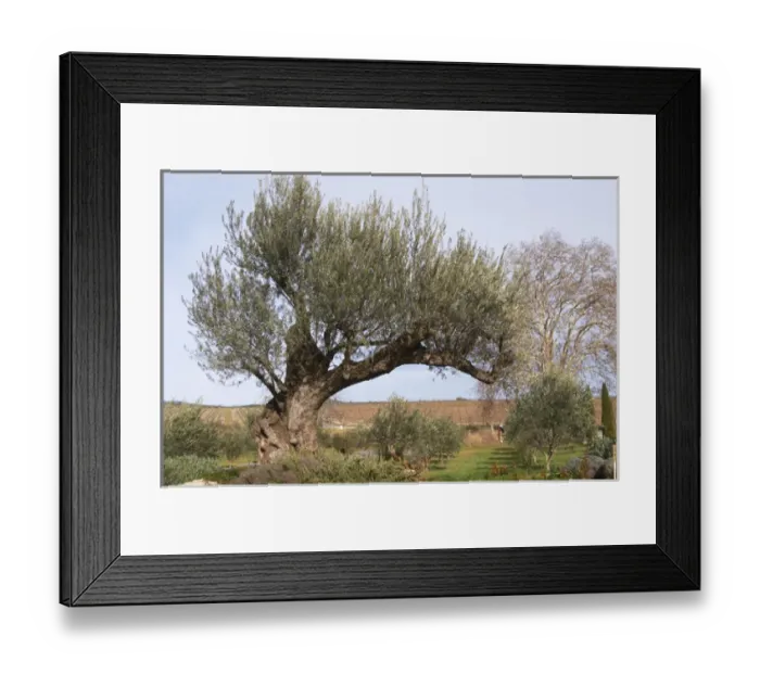 Framed Print : Very old olive tree. Domaine Mas Gabinele. Faugeres. Languedoc. France. Europe