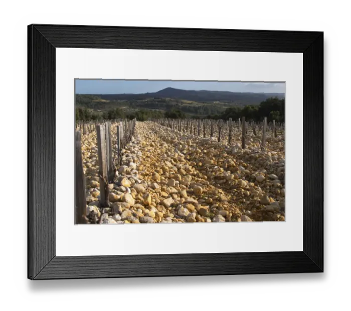 Framed Print : Domaine de Montcalmes in Puechabon. Terrasses de Larzac. Languedoc. Vines trained