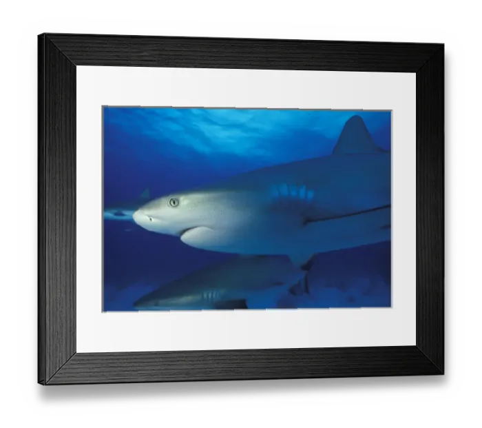 Framed Print : Bahamas Caribbean reef shark Framed Print : Bahamas Caribbean reef shark