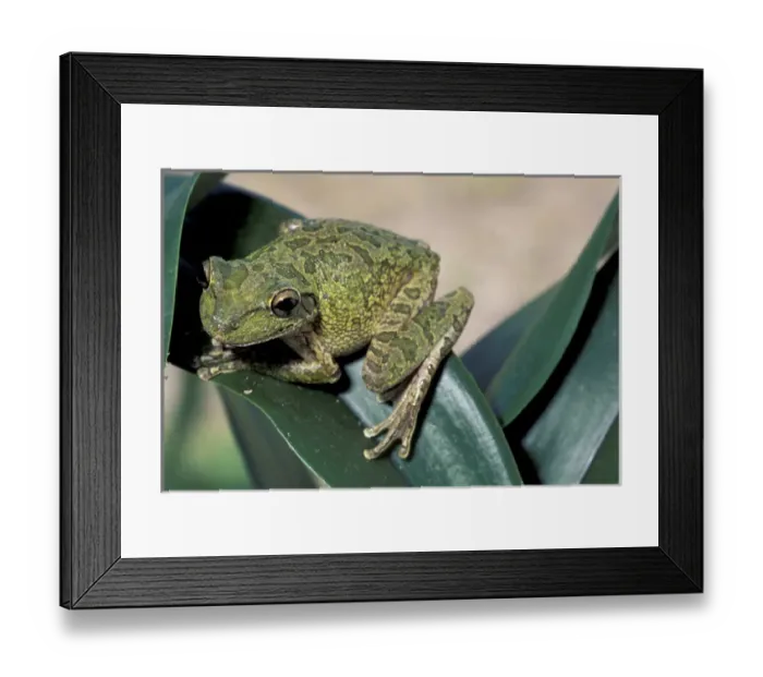 Framed Print : Cuban tree frog (Osteopilus septentrionalis) Framed Print : Cuban tree frog (Osteopilus septentrionalis)