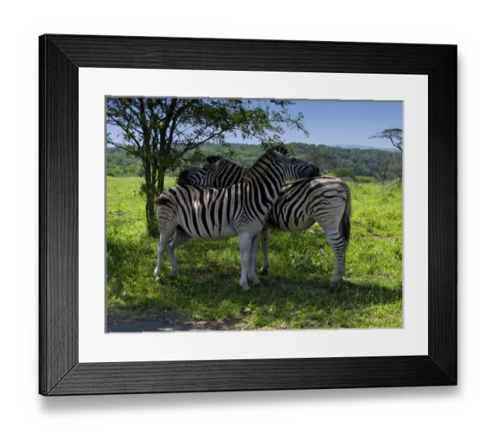 Framed Print : 05. Burchells Zebra s, Equus burchellii, Mkuze Game Reserve, South Africa Framed Print : 05. Burchells Zebra s, Equus burchellii, Mkuze Game Reserve, South Africa