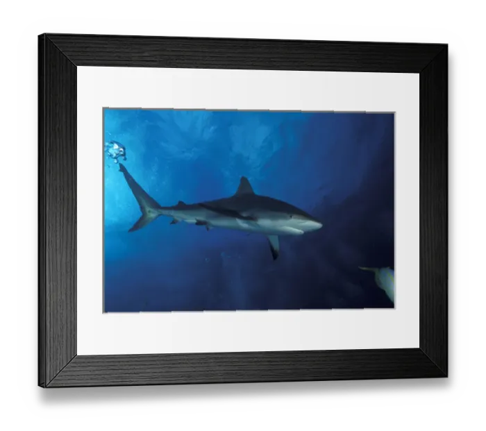 Framed Print : Bahamas Caribbean reef shark Framed Print : Bahamas Caribbean reef shark