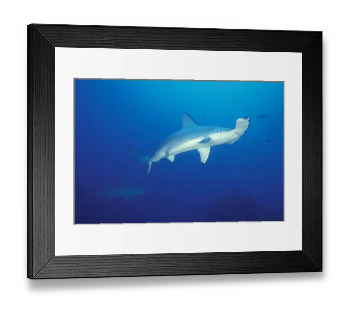 Framed Print : Scalloped hammerhead sharks (Sphyrna lewini)