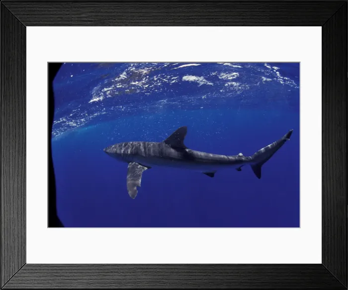 Framed Print : NA, Mexico, Socorro Islands Silky shark (Carcarhinus falciformis)