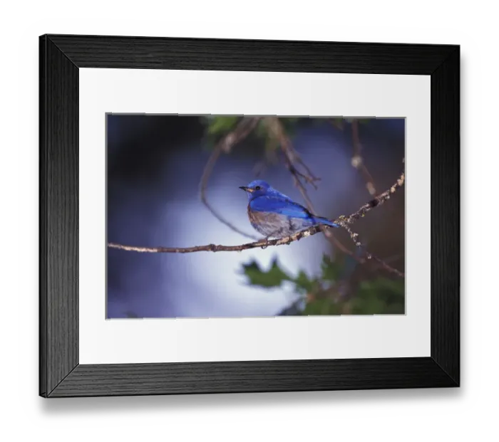 Framed Print : USA, Oregon. Male Western Bluebird Framed Print : USA, Oregon. Male Western Bluebird