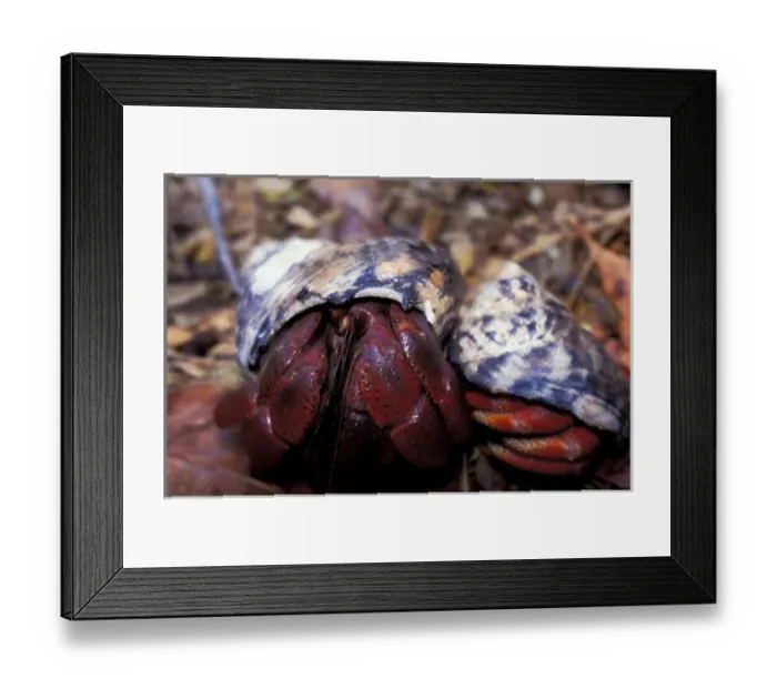Framed Print : Hermit Crabs (Paguroidea) Framed Print : Hermit Crabs (Paguroidea)