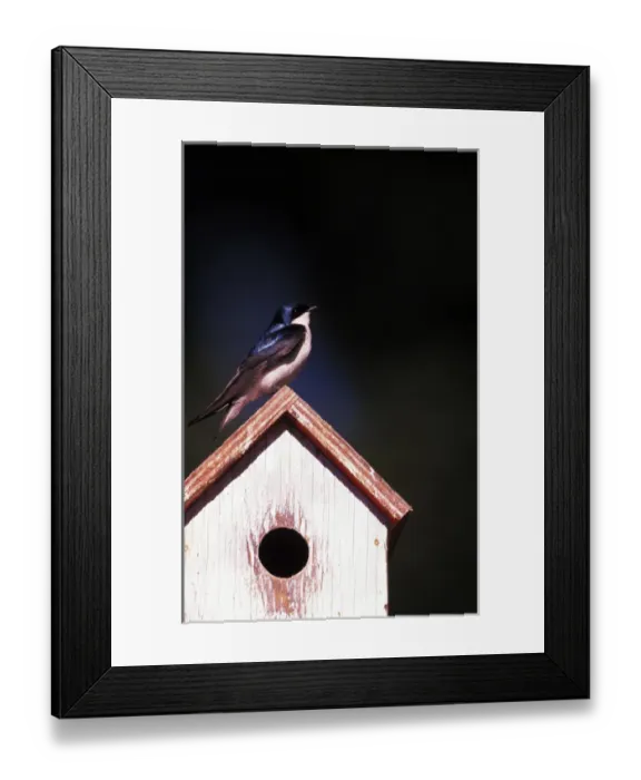 Framed Print : USA, Oregon. Tree swallow (Tachycineta bicolor) at backyard nesting box Framed Print : USA, Oregon. Tree swallow (Tachycineta bicolor) at backyard nesting box