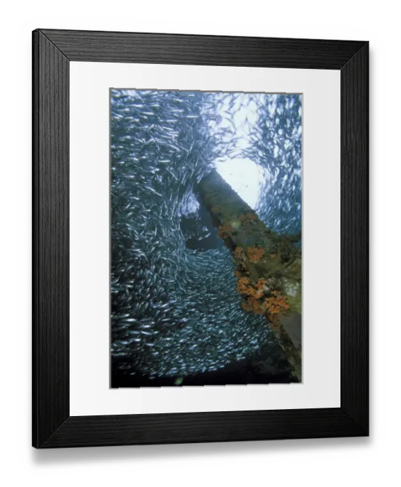 Framed Print : School of anchovy Framed Print : School of anchovy