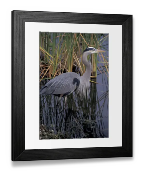 Framed Print : North America, USA, Florida, Everglades. Great blue heron Framed Print : North America, USA, Florida, Everglades. Great blue heron