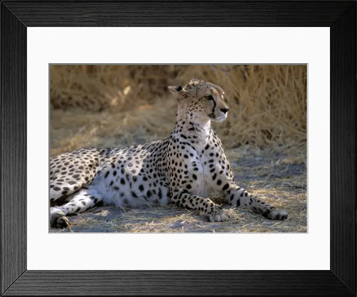 Framed Print : Africa. Cheetah (Acinonyx jubatus) Framed Print : Africa. Cheetah (Acinonyx jubatus)