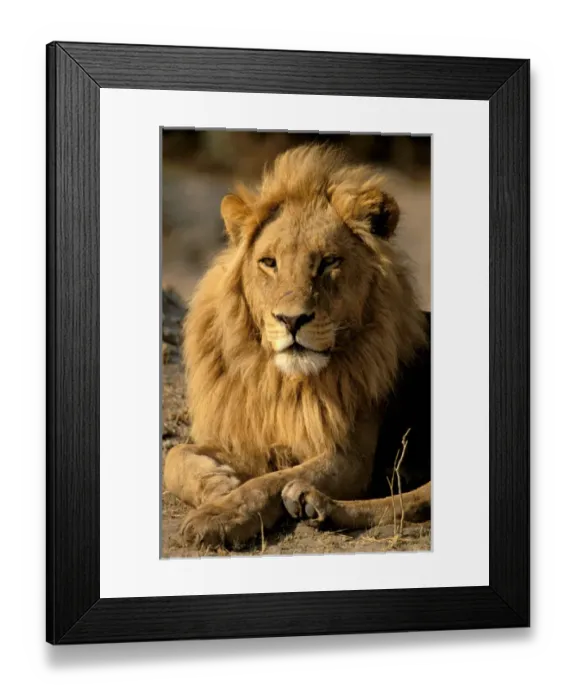 Framed Print : Africa, Sub-Saharan Africa. Lion (Panthera leo) Framed Print : Africa, Sub-Saharan Africa. Lion (Panthera leo)