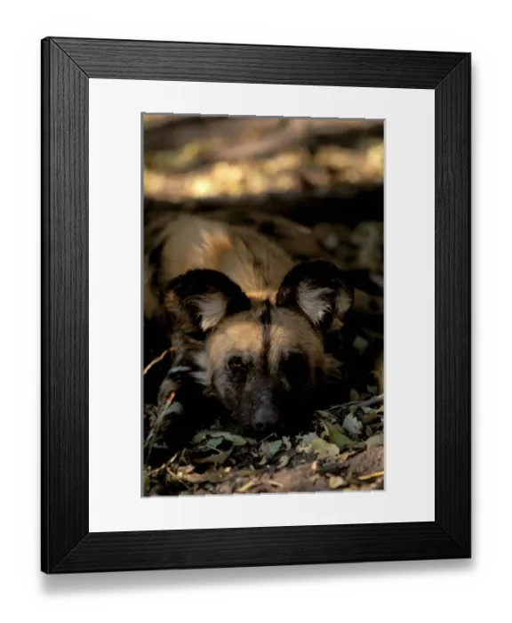 Framed Print : Africa, Sub-Saharan Africa. African (painted) wild dog (Lycaon pictus) Framed Print : Africa, Sub-Saharan Africa. African (painted) wild dog (Lycaon pictus)
