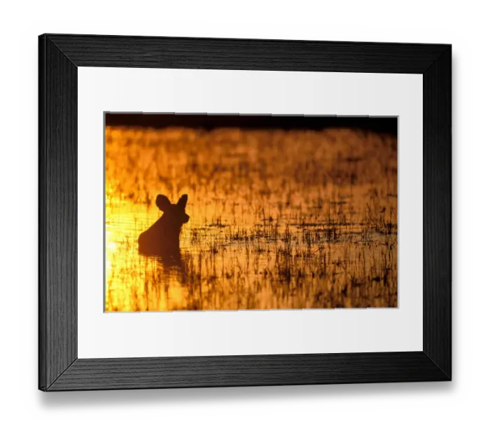 Framed Print : Africa, Sub-Saharan Africa. African (painted) wild dog (Lycaon pictus) Framed Print : Africa, Sub-Saharan Africa. African (painted) wild dog (Lycaon pictus)