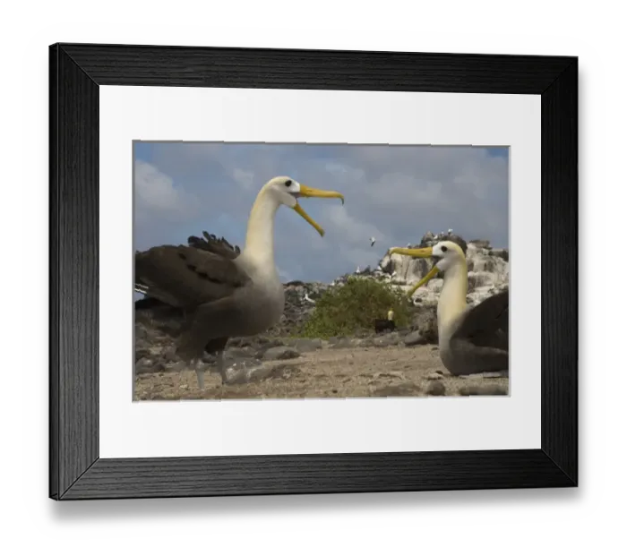 Framed Print : 05. Waved Albatross (Phoebastria irrorata) Framed Print : 05. Waved Albatross (Phoebastria irrorata)