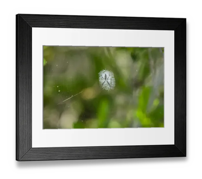 Framed Print : Spider on a web, USA Framed Print : Spider on a web, USA