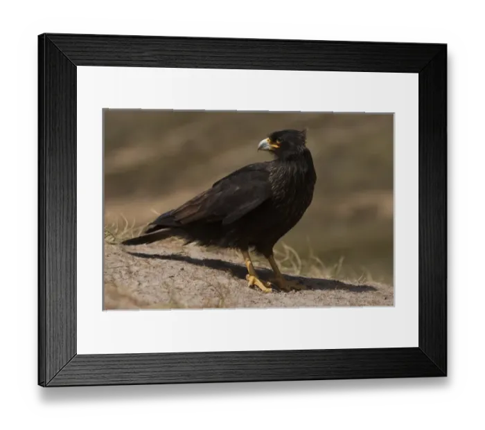 Framed Print : Striated Caracara or Johnny Rook (Phalcoboenus australis) They obtain much of Framed Print : Striated Caracara or Johnny Rook (Phalcoboenus australis) They obtain much of