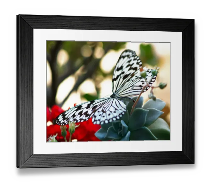 Framed Print : Butterfly on a flower Framed Print : Butterfly on a flower