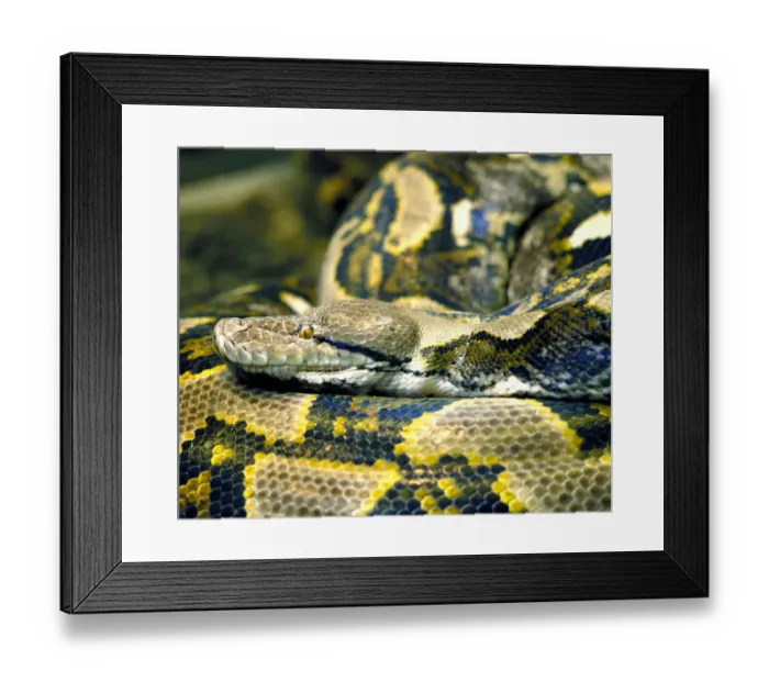 Framed Print : Python from Malaysia and Indonesia