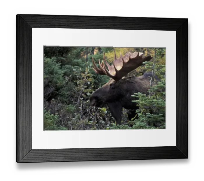 Framed Print : NA, Canada Bull moose (Alces alces)