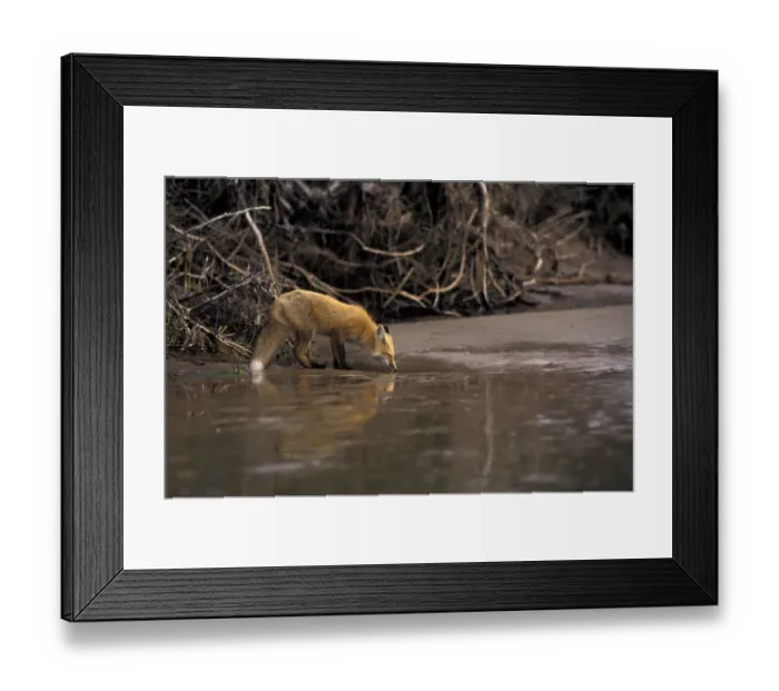 Framed Print : NA, Canada Red fox Framed Print : NA, Canada Red fox