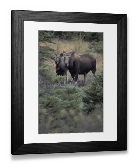 Framed Print : Moose cow and calf (Alces alces) Framed Print : Moose cow and calf (Alces alces)