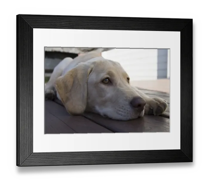 Framed Print : A Labrador Retriever puppy Framed Print : A Labrador Retriever puppy
