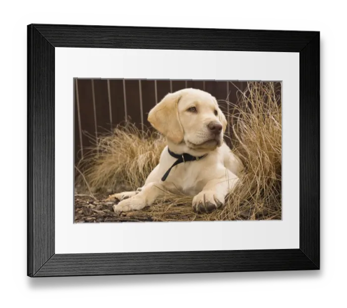 Framed Print : A Labrador Retriever puppy Framed Print : A Labrador Retriever puppy