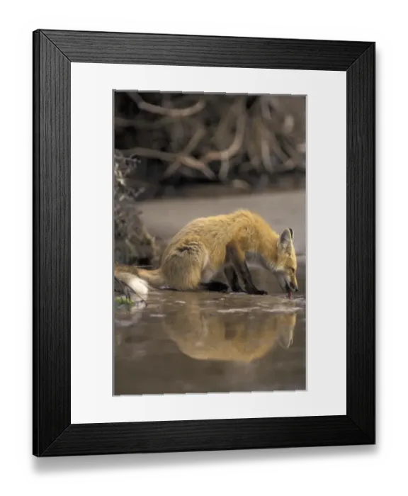 Framed Print : Red fox Framed Print : Red fox