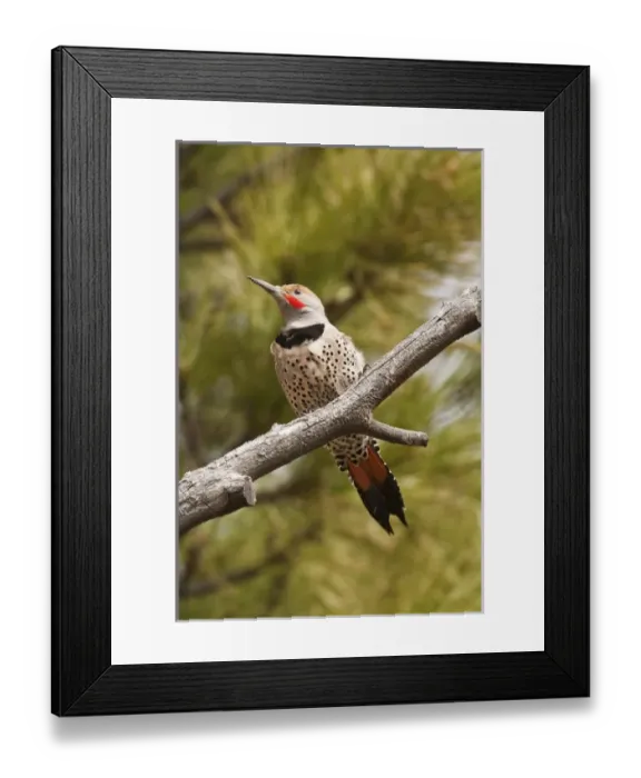 Framed Print : A Northern Flicker (red-shafted) (Colaptes auratus) Framed Print : A Northern Flicker (red-shafted) (Colaptes auratus)