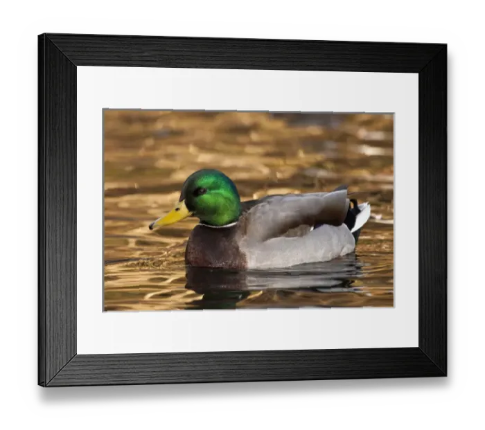 Framed Print : A Mallard drake (Anas plathyrhynchos) Framed Print : A Mallard drake (Anas plathyrhynchos)