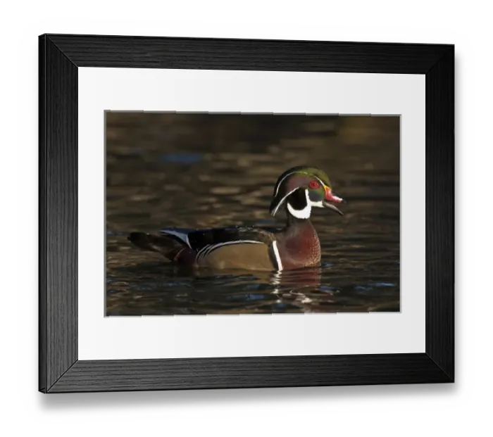 Framed Print : A Wood Duck drake (Aix sponsa) calling