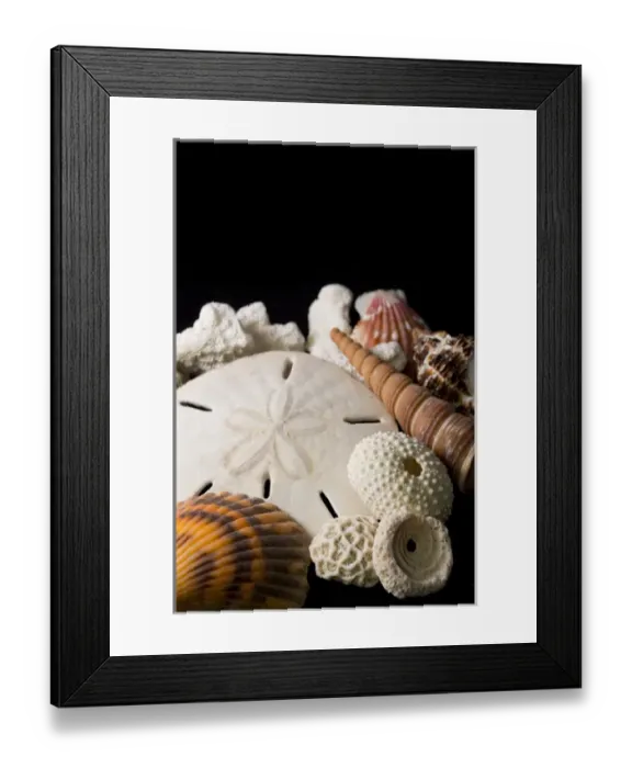 Framed Print : USA - Detail of seashells from around the world Framed Print : USA - Detail of seashells from around the world