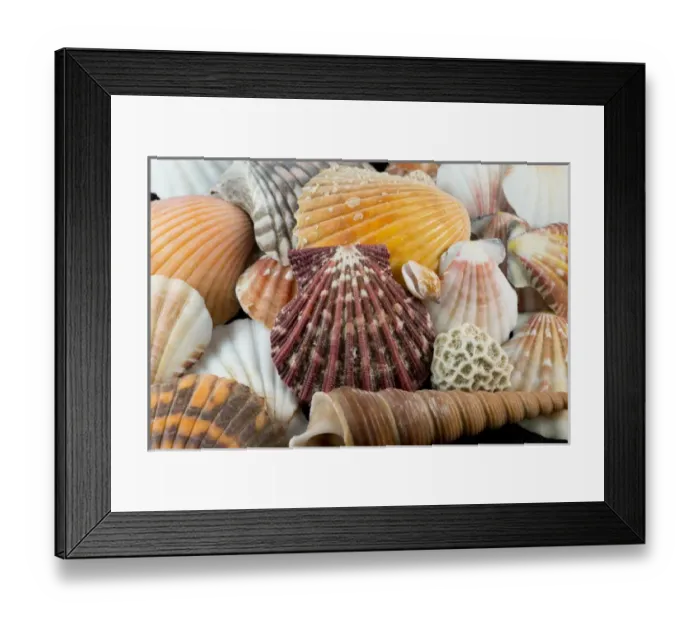 Framed Print : USA - Detail of seashells from around the world Framed Print : USA - Detail of seashells from around the world