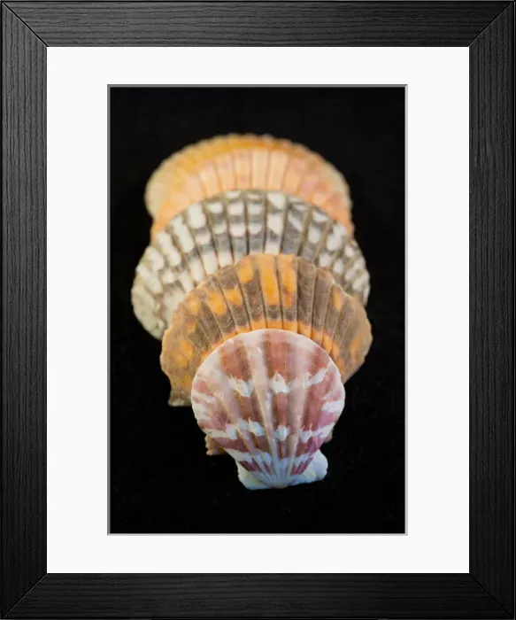 Framed Print : USA - Detail of colorful scalloped shaped seashells from around the world on black Framed Print : USA - Detail of colorful scalloped shaped seashells from around the world on black