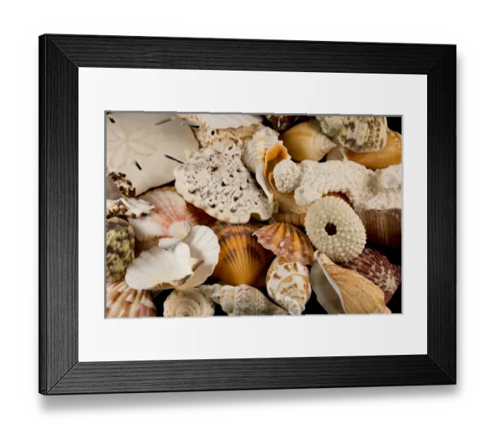 Framed Print : USA - Detail of seashells from around the world