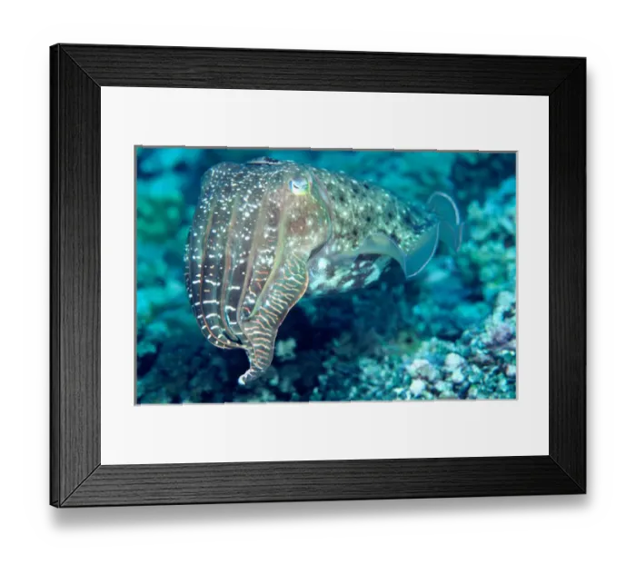 Framed Print : Solomon Islands, Cuttlefish (head with tentacles) Framed Print : Solomon Islands, Cuttlefish (head with tentacles)