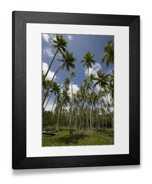 Framed Print : VANUATU, Efate Island, EMUA. Island Palms / North Efate Framed Print : VANUATU, Efate Island, EMUA. Island Palms / North Efate