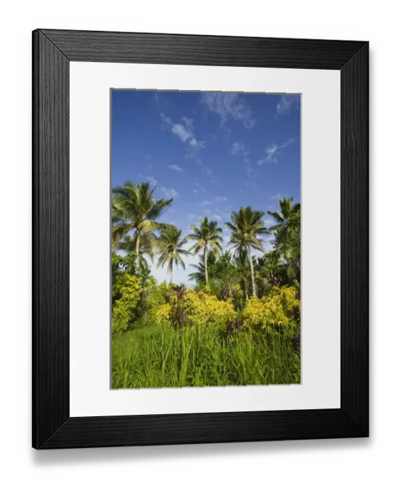 Framed Print : VANUATU, Efate Island, ERAKOR. Palms / Erakor Island Framed Print : VANUATU, Efate Island, ERAKOR. Palms / Erakor Island