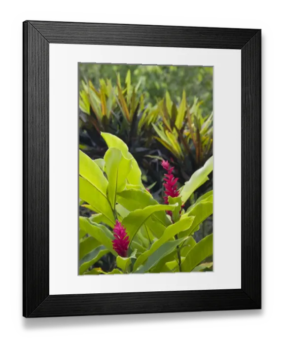 Framed Print : VANUATU, Efate Island, MELE MaT. Red Ginger Flowers (guillainia purpurata) Framed Print : VANUATU, Efate Island, MELE MaT. Red Ginger Flowers (guillainia purpurata)